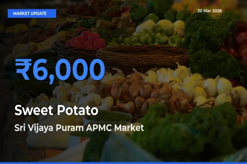 Sri Vijaya Puram APMC Records Highest ₹6,000 Rate for Sweet Potato
