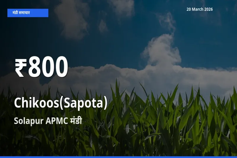 Solapur APMC में चीकू ₹800 पर गिरा – 30 दिन का न्यूनतम भाव