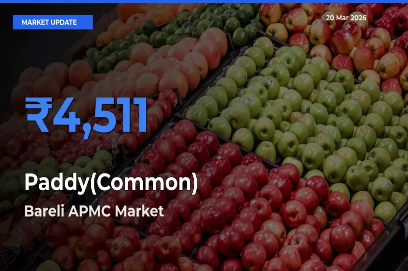Farmers Prefer Bareli APMC as Paddy(Common) Hits Highest Rate