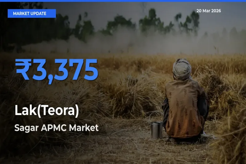 Sagar APMC Records Highest ₹3,375 Rate for Lak(Teora)