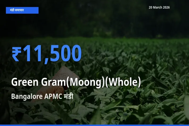 Bangalore APMC मंडी में साबुत मूंग ₹11,500 पर पहुँचा – आज का सर्वोच्च भाव