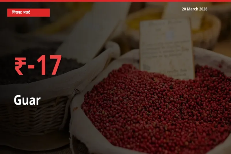ग्वार 17.09% गिरा, मंडी
