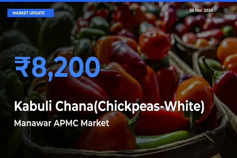 Kabuli Chana(Chickpeas-White) Mandi Rate Today: Manawar APMC Tops the List