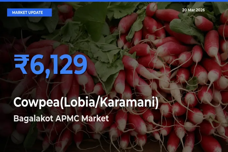 Bagalakot APMC Tops Cowpea(Lobia/Karamani) Mandi Rates Today