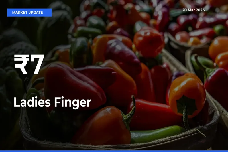 Ladies Finger Mandi Trend Today: Prices Shift Across Multiple Markets