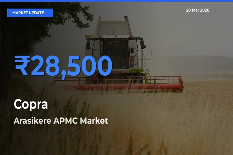 Farmers Prefer Arasikere APMC as Copra Hits Highest Rate