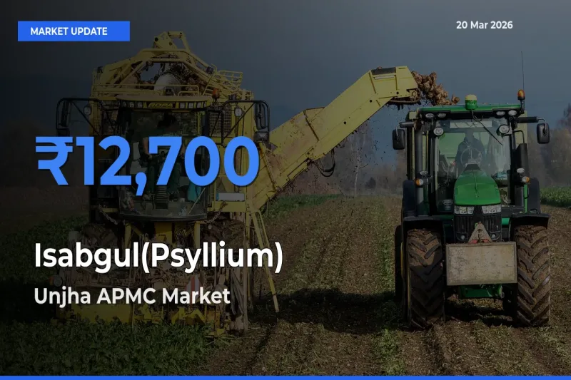 Isabgul(Psyllium) Mandi Rate Today: Unjha APMC Tops the List