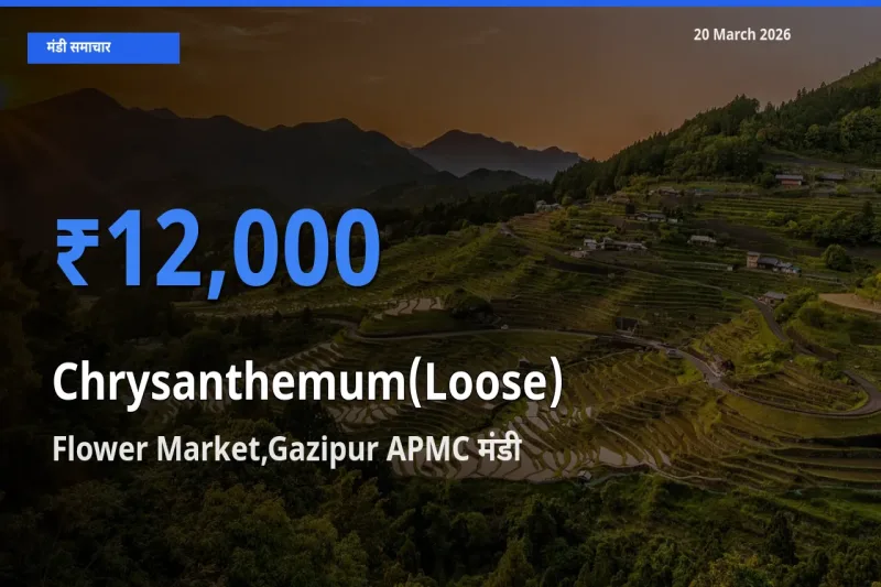 बाज़ार संकेत: Flower Market,Gazipur APMC बना गुलदाउदी (ढीला) के लिए आज की टॉप मंडी