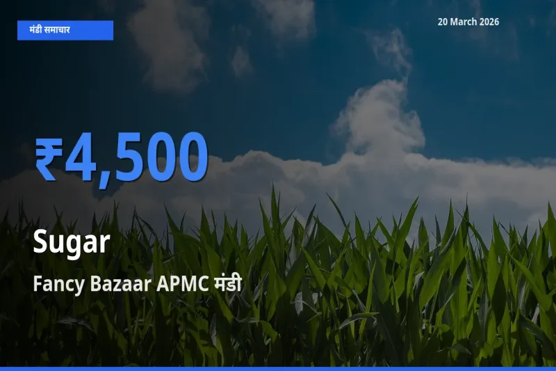 टॉप मंडी बना Fancy Bazaar APMC! चीनी के सबसे ऊँचे दाम यहीं दर्ज