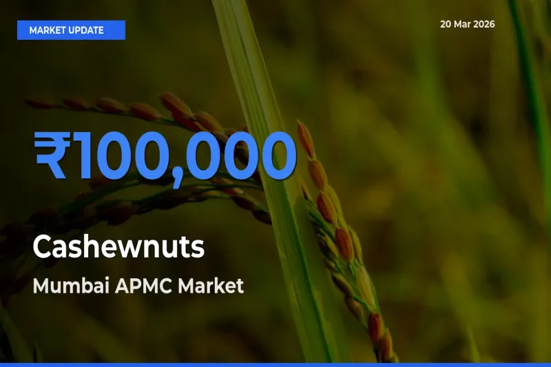 Farmers Prefer Mumbai APMC as Cashewnuts Hits Highest Rate