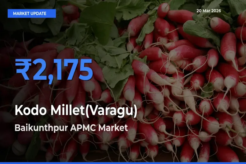 Baikunthpur APMC Emerges as Top Mandi for Kodo Millet(Varagu) Prices Today
