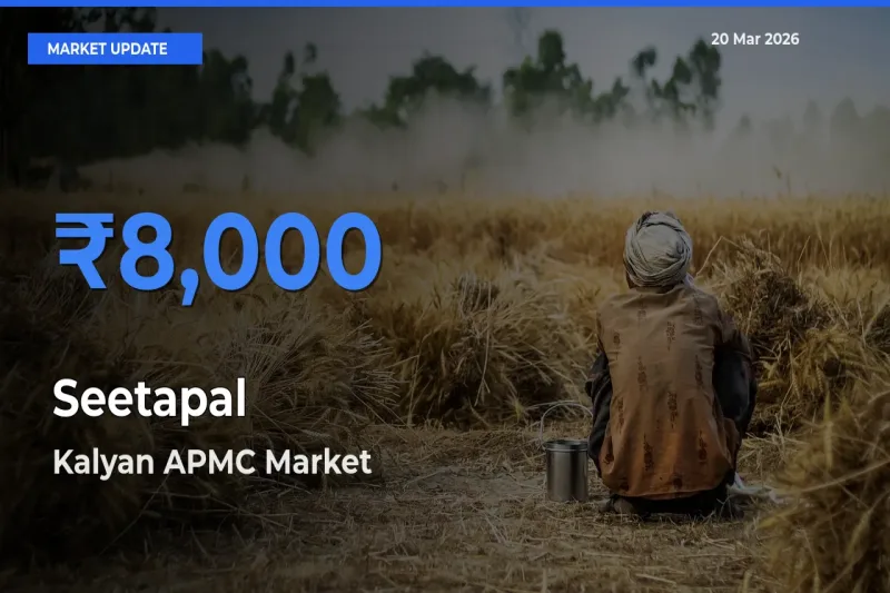 Kalyan APMC Emerges as Top Mandi for Seetapal Prices Today