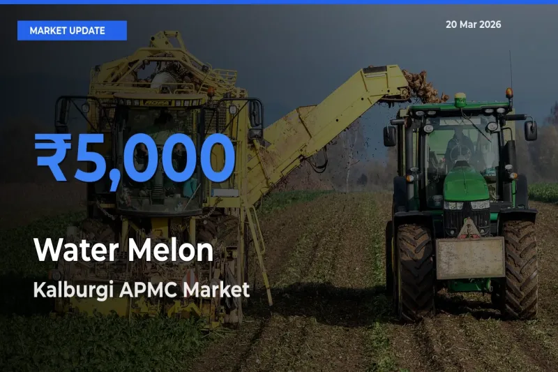 Farmers Prefer Kalburgi APMC as Water Melon Hits Highest Rate