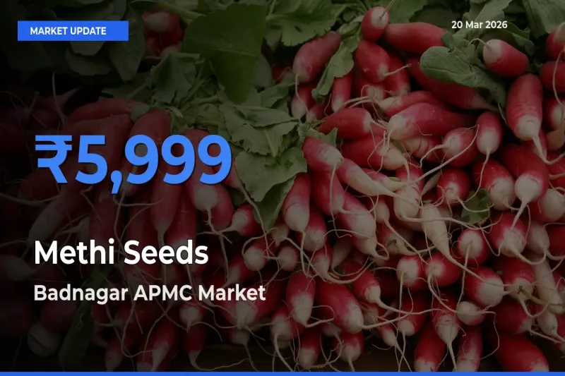 Top Performer! Badnagar APMC Offers Best Methi Seeds Price Today