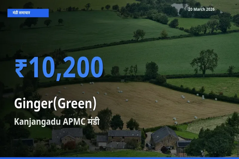 आज अदरक (हरा) के सबसे ज़्यादा दाम Kanjangadu APMC मंडी में दर्ज