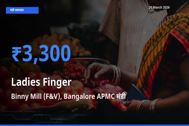 आज भिंडी के सबसे ऊँचे दाम ₹3,300 Binny Mill (F&V), Bangalore APMC मंडी में