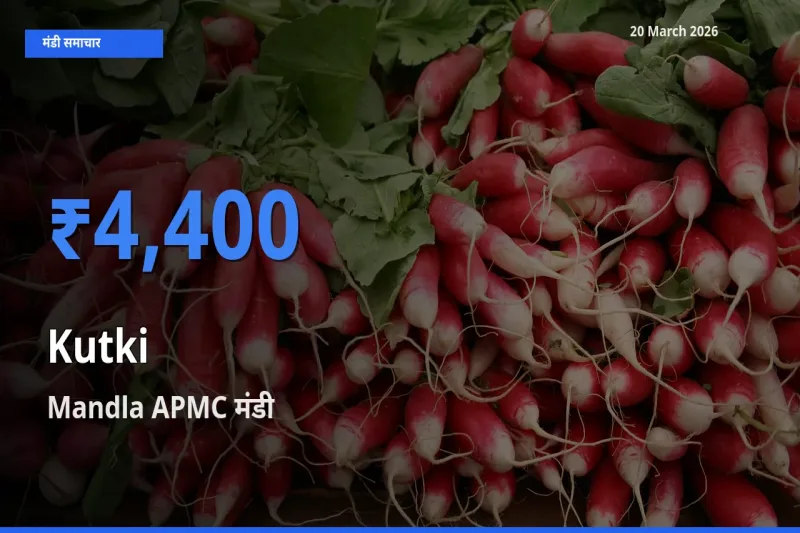 20 March अपडेट: कुटकी के सबसे ऊँचे दाम Mandla APMC मंडी में
