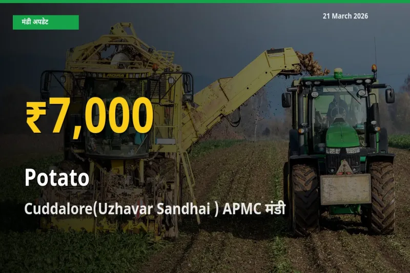 आज का मंडी भाव: Cuddalore(Uzhavar Sandhai ) APMC में आलू सबसे ऊँचे स्तर पर