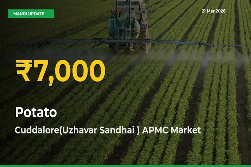 Cuddalore(Uzhavar Sandhai ) APMC Leads as Potato Hits Highest Rate – March 21 Update