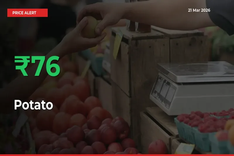Sudden 75.85% Rally in Potato Prices Across Mandis