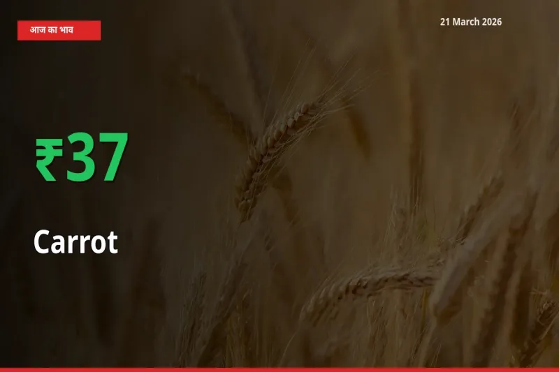 21 March अपडेट: गाजर के दाम मंडी में 37.18% उछले
