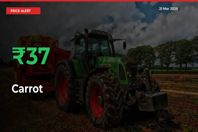 Why Carrot Prices Rose 37.18% in a Day at Mandis
