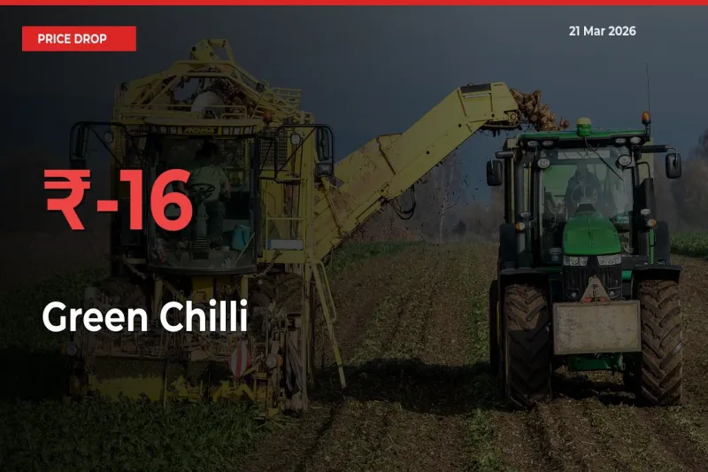 Sharp Fall! Green Chilli Prices Plunge 15.96% in a Day at Key Mandis