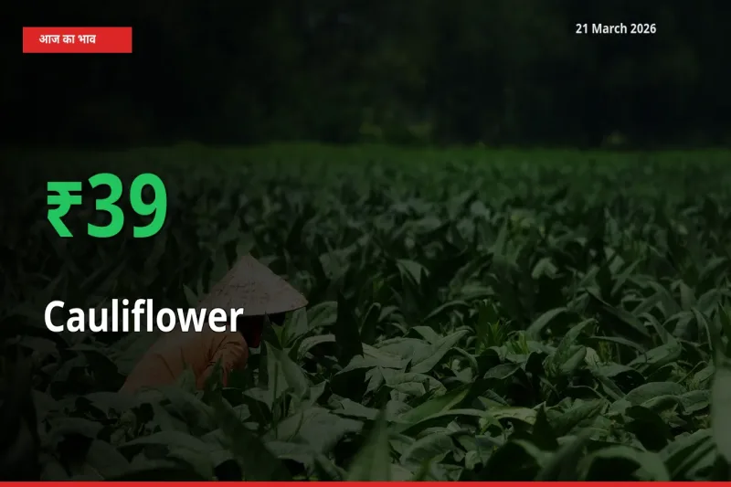 फूलगोभी 38.88% उछला, मंडी