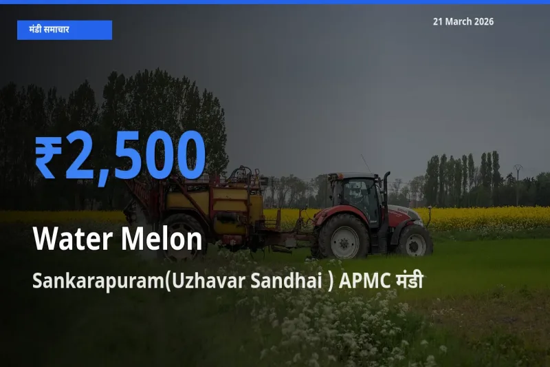 आज तरबूज के सबसे ऊँचे दाम ₹2,500 Sankarapuram(Uzhavar Sandhai ) APMC मंडी में