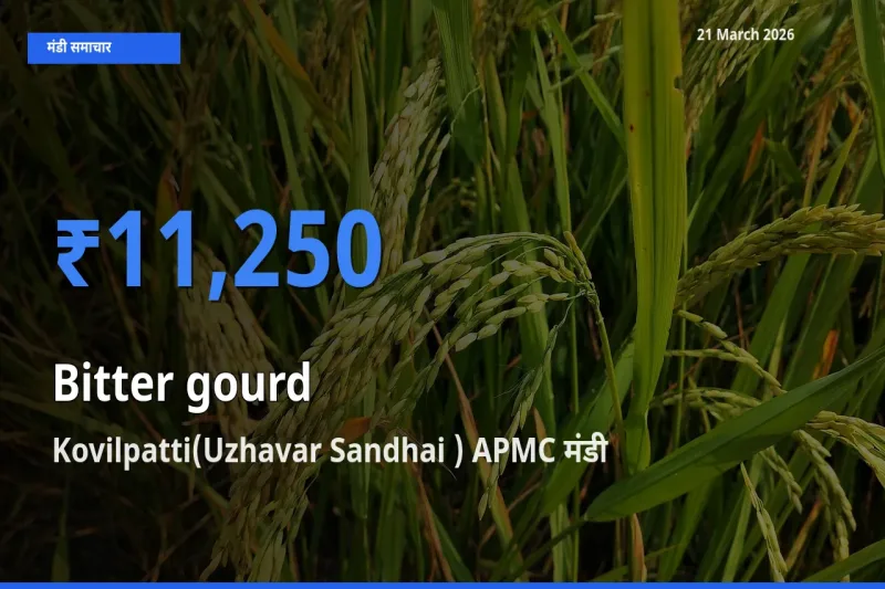 Kovilpatti(Uzhavar Sandhai ) APMC में करेला का आज सबसे ऊँचा भाव