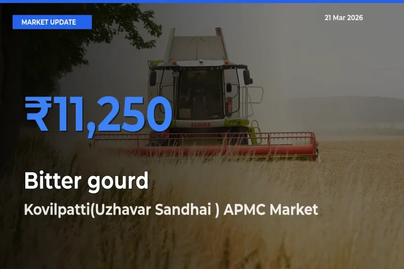 Top Performer! Kovilpatti(Uzhavar Sandhai ) APMC Offers Best Bitter gourd Price Today