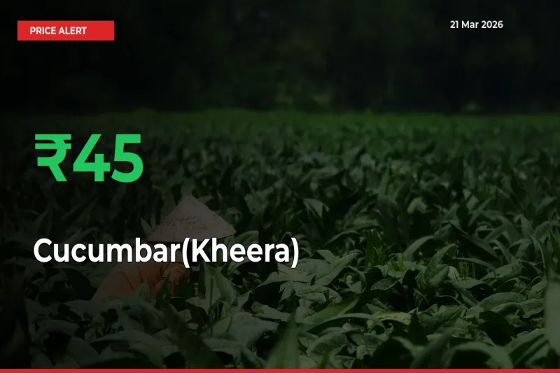 Big Rally! Cucumbar(Kheera) Climbs 45.39% in 24 Hours at Top Mandis