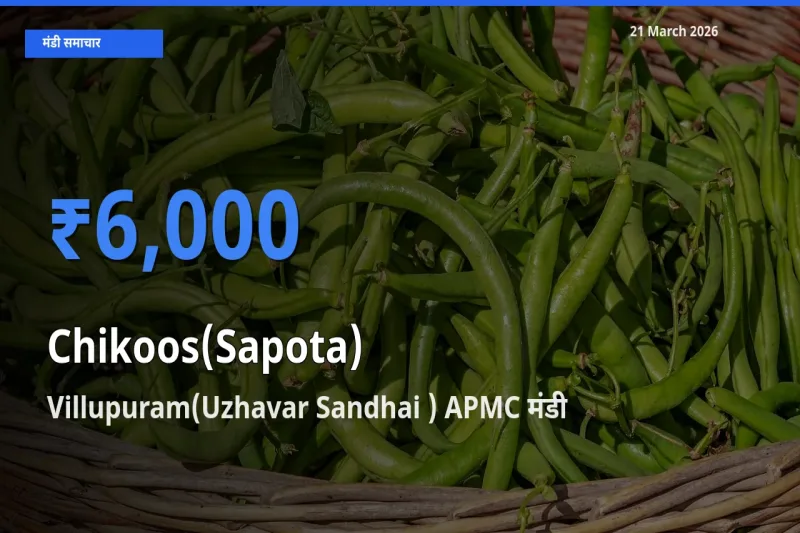 टॉप मंडी बना Villupuram(Uzhavar Sandhai ) APMC! चीकू के सबसे ऊँचे दाम यहीं दर्ज