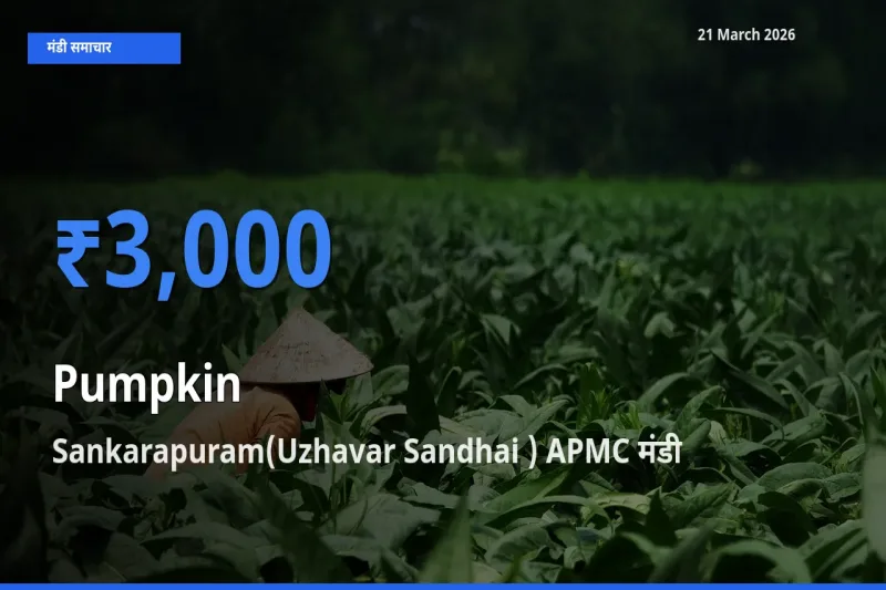 आज कद्दू के सबसे ऊँचे दाम ₹3,000 Sankarapuram(Uzhavar Sandhai ) APMC मंडी में