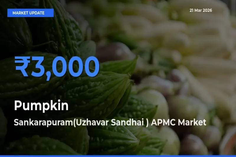 Sankarapuram(Uzhavar Sandhai ) APMC Emerges as Top Mandi for Pumpkin Prices Today