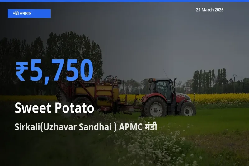 आज का मंडी भाव: शकरकंद के सबसे ज़्यादा दाम Sirkali(Uzhavar Sandhai ) APMC में