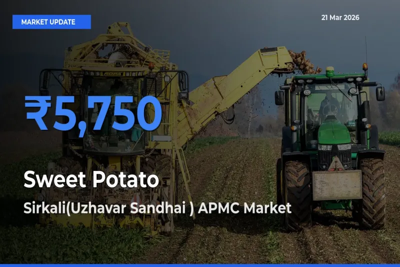 Sirkali(Uzhavar Sandhai ) APMC Tops Sweet Potato Mandi Rates Today