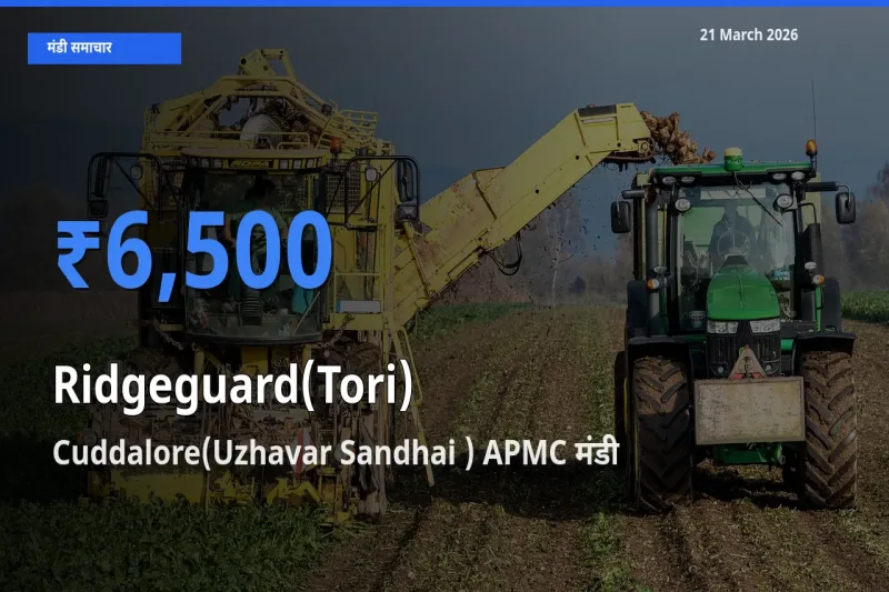 टॉप मंडी बना Cuddalore(Uzhavar Sandhai ) APMC! तोरई के सबसे ऊँचे दाम यहीं दर्ज