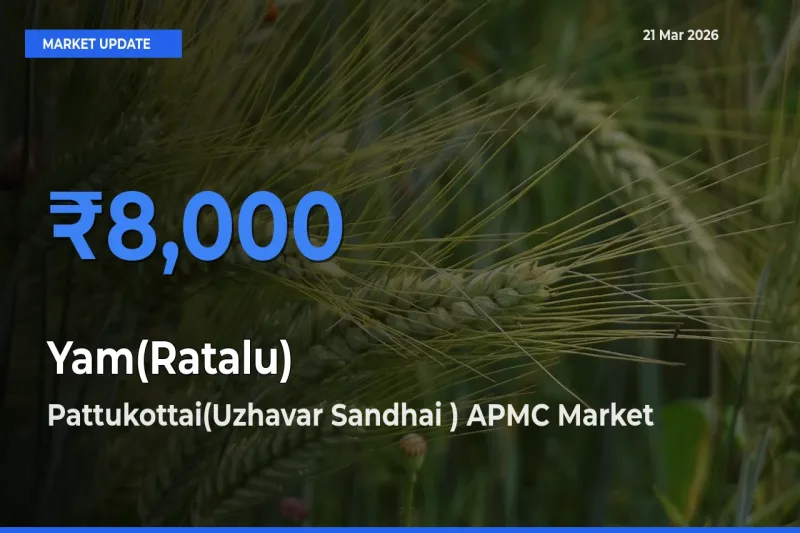 Pattukottai(Uzhavar Sandhai ) APMC Offers ₹8,000 – Highest Yam(Ratalu) Rate Today