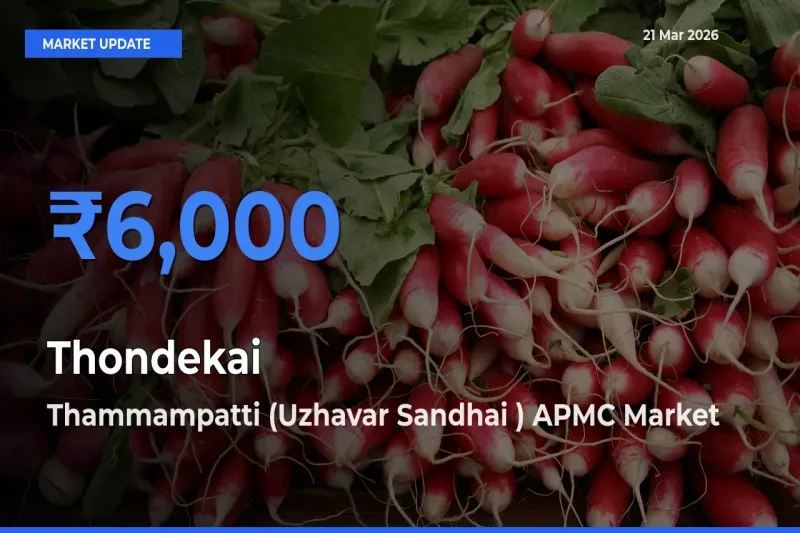 Thammampatti (Uzhavar Sandhai ) APMC Tops Thondekai Rates – March 21 Market Update