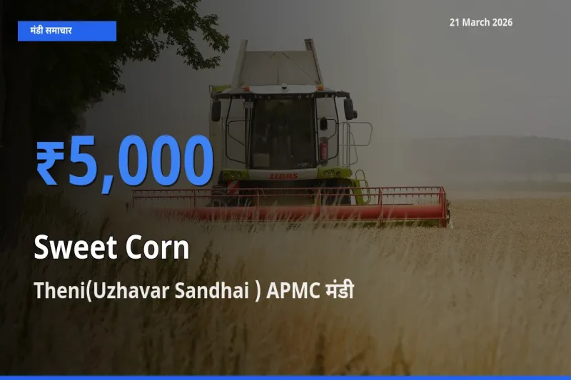 किसानों की पसंद बना Theni(Uzhavar Sandhai ) APMC, स्वीट कॉर्न के सबसे अच्छे दाम