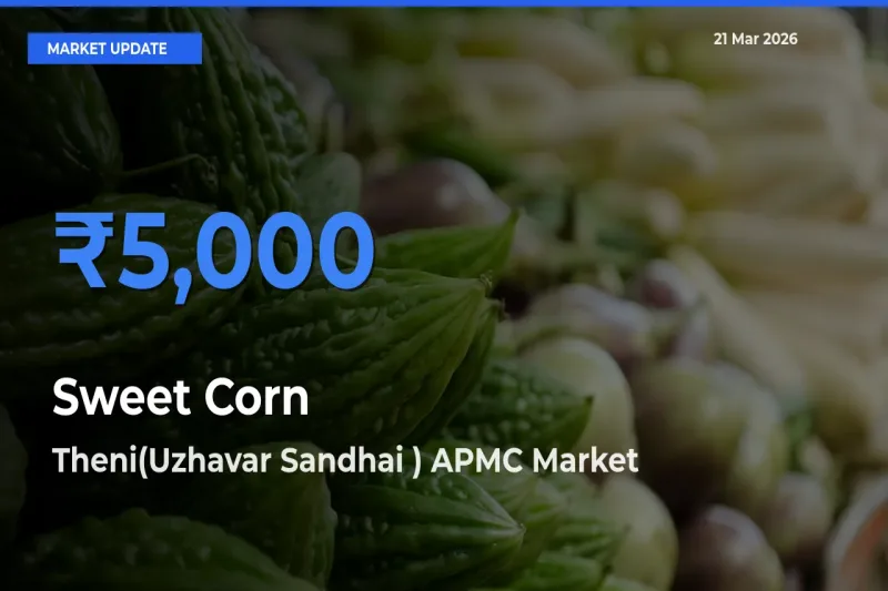Theni(Uzhavar Sandhai ) APMC Records Highest ₹5,000 Rate for Sweet Corn