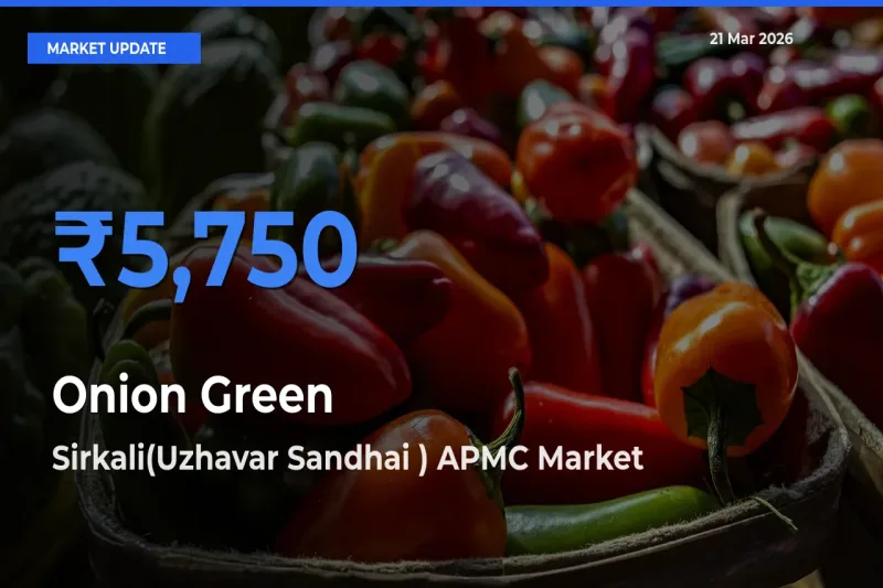 Sirkali(Uzhavar Sandhai ) APMC Offers ₹5,750 – Highest Onion Green Rate Today