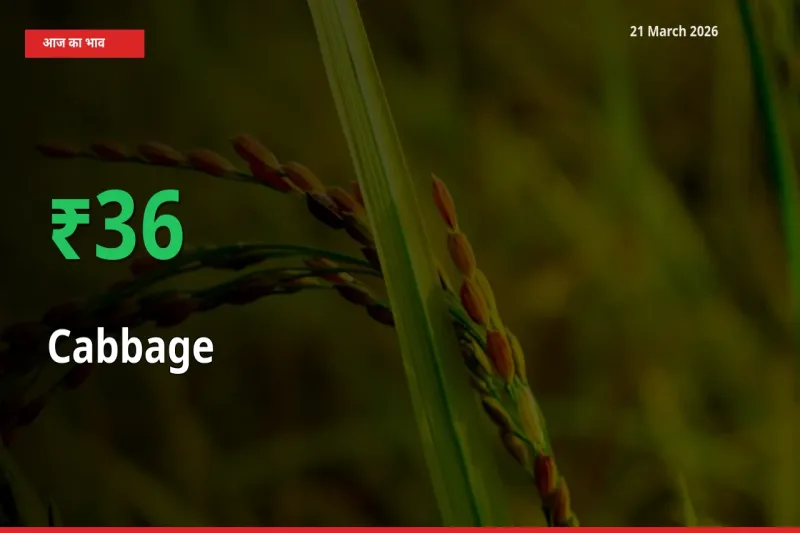 तेज़ तेजी! मंडी में पत्ता गोभी के दाम 35.99% चढ़े