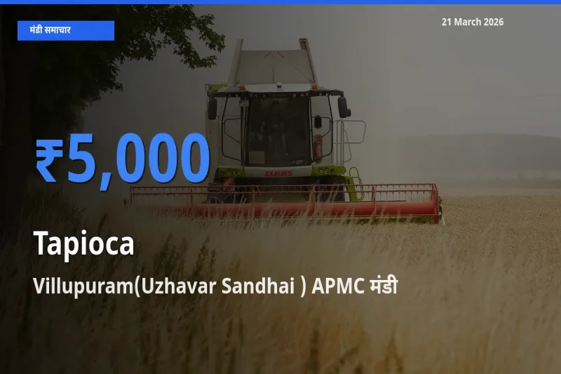 Villupuram(Uzhavar Sandhai ) APMC में साबूदाना का आज सबसे ऊँचा भाव