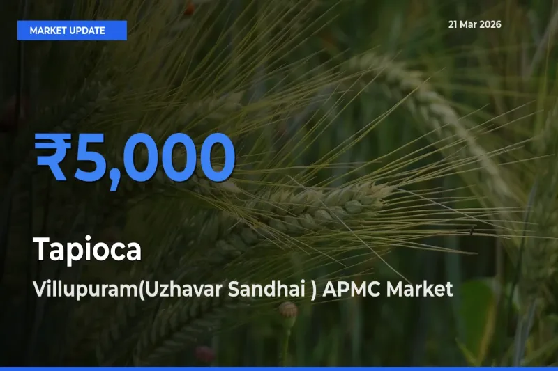 Villupuram(Uzhavar Sandhai ) APMC Tops Tapioca Rates – March 21 Market Update