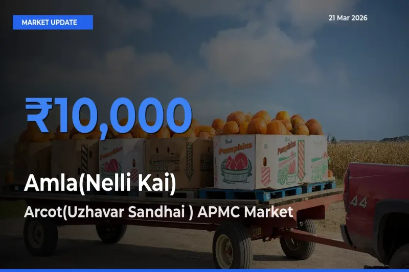 Farmers Prefer Arcot(Uzhavar Sandhai ) APMC as Amla(Nelli Kai) Hits Highest Rate