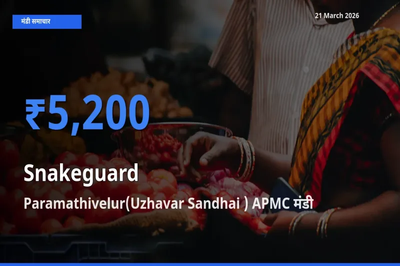 आज चिचिंडा (नागफनी लौकी) के सबसे ऊँचे दाम ₹5,200 Paramathivelur(Uzhavar Sandhai ) APMC मंडी में
