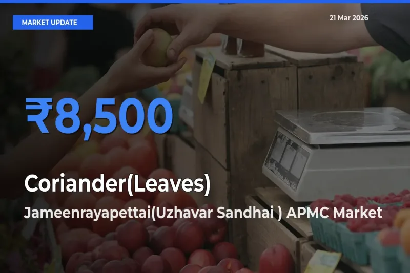 Top Performer! Jameenrayapettai(Uzhavar Sandhai ) APMC Offers Best Coriander(Leaves) Price Today