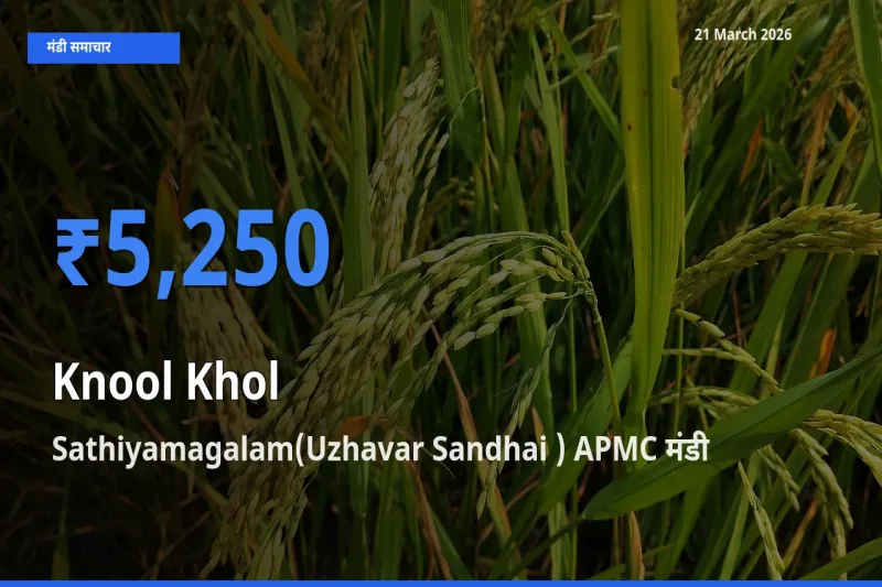 बाज़ार संकेत: Sathiyamagalam(Uzhavar Sandhai ) APMC बना गांठगोभी के लिए आज की टॉप मंडी